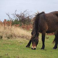 Buy canvas prints of Exmoor pony rare breed  by chris smith