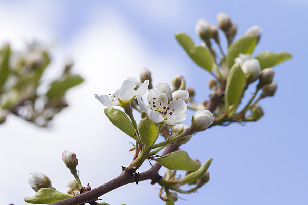 Pear Blossom   Picture Board by chris smith