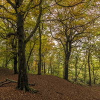Buy canvas prints of Autumn forest Leaves   by chris smith