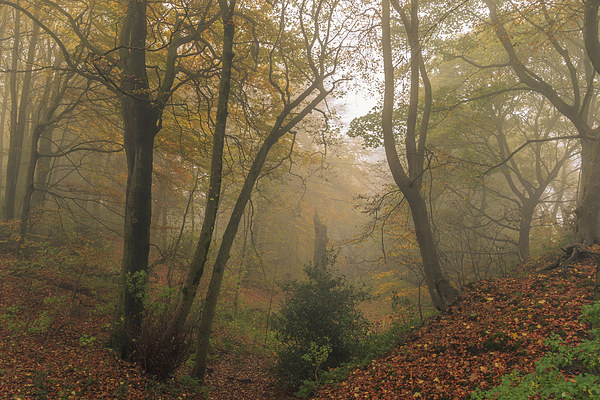 Foggy Autumn forest Leaves      Picture Board by chris smith