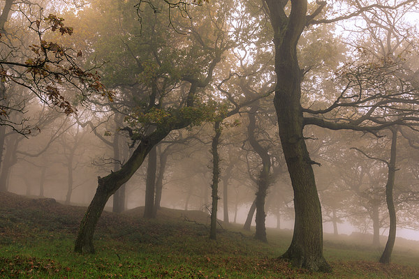 Fog in Autumn forest   Picture Board by chris smith
