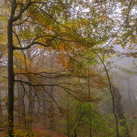 Buy canvas prints of Autumn forest Leaves             by chris smith