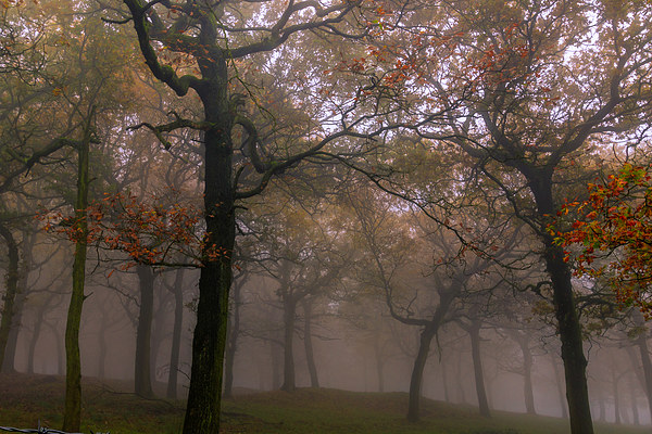 Foggy Autumn   Picture Board by chris smith