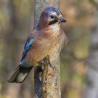 Buy canvas prints of Jay perched  by chris smith