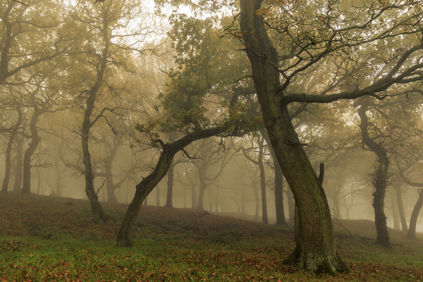 Autumn Mist  Picture Board by chris smith