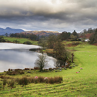 Buy canvas prints of loughrigg tarn           by chris smith