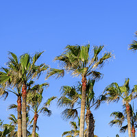 Buy canvas prints of Palm trees   by chris smith