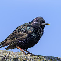 Buy canvas prints of Starling   by chris smith