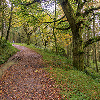 Buy canvas prints of Autumn forest path  by chris smith