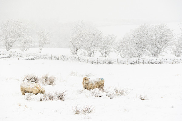 Snow Sheep   Picture Board by chris smith