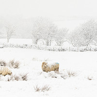 Buy canvas prints of Snow Sheep   by chris smith