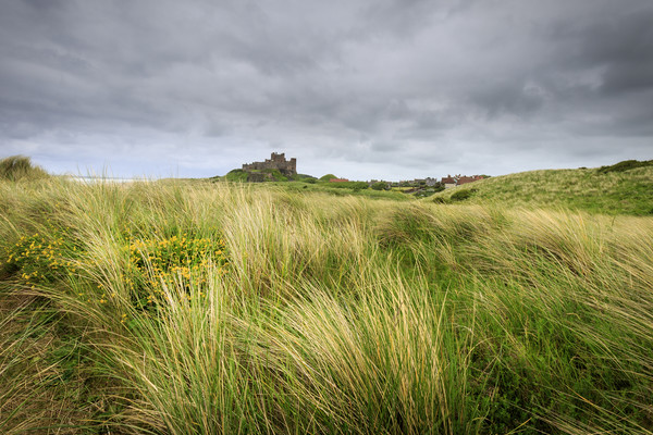 Bamburgh Castle   Picture Board by chris smith