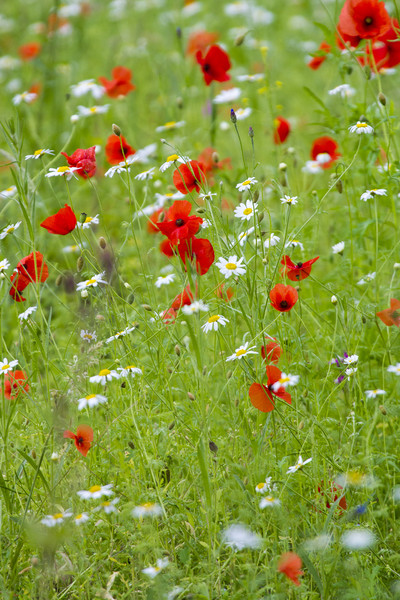Wildflower meadow  Picture Board by chris smith