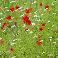 Buy canvas prints of Wildflower meadow  by chris smith