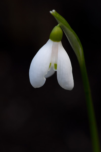 Snowdrop  Picture Board by chris smith