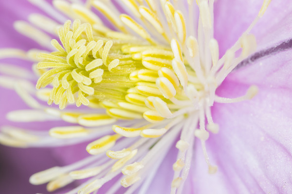 clematis  Picture Board by chris smith