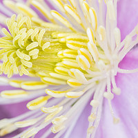 Buy canvas prints of clematis  by chris smith