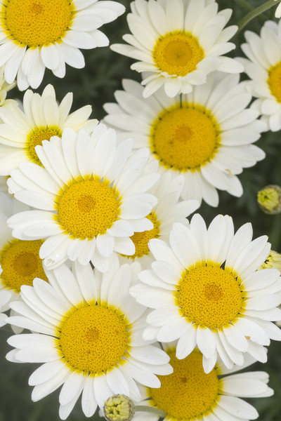Daisy  Picture Board by chris smith
