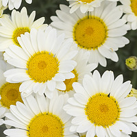 Buy canvas prints of Daisy  by chris smith