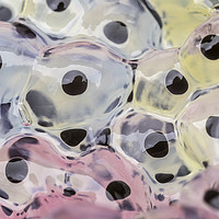 Buy canvas prints of Abstract Frogspawn          by chris smith
