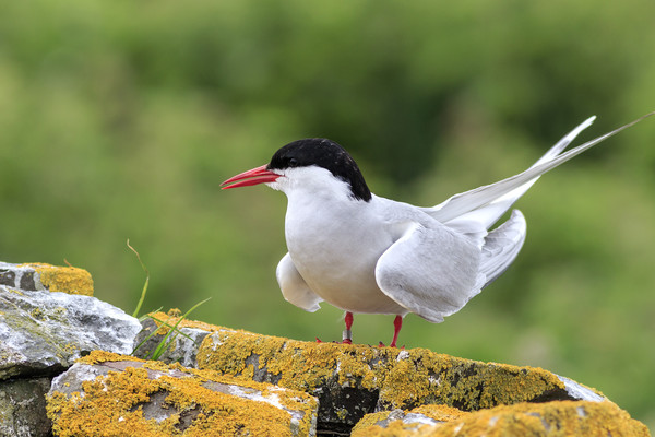 Arctic tern Picture Board by chris smith