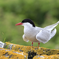 Buy canvas prints of Arctic tern by chris smith