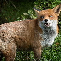 Buy canvas prints of The laughing fox     by chris smith