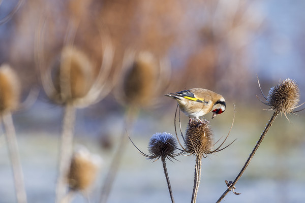 Goldfinch (Carduelis-carduelis)  Picture Board by chris smith