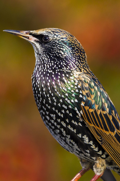 Starling  (Sturnus vulgaris)  Picture Board by chris smith