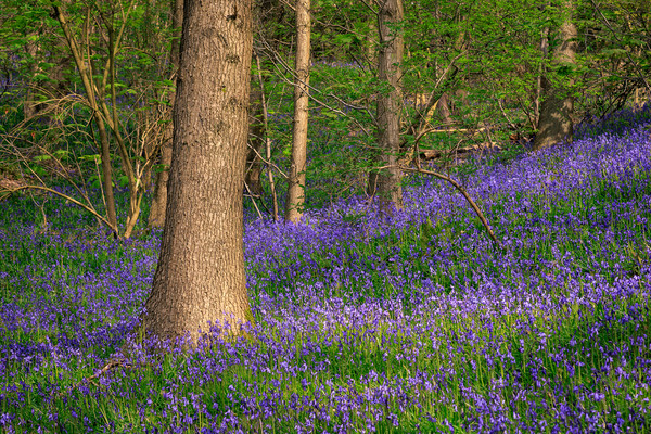 Bluebells  Picture Board by chris smith