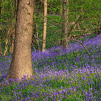 Buy canvas prints of Bluebells  by chris smith
