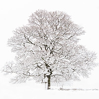 Buy canvas prints of Winter Tree  by chris smith