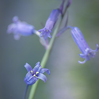 Buy canvas prints of Bluebell Dream  by chris smith