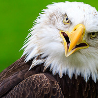 Buy canvas prints of Bald eagle   by chris smith