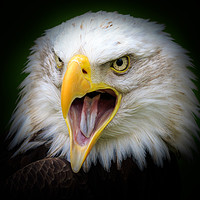 Buy canvas prints of Bald eagle    by chris smith