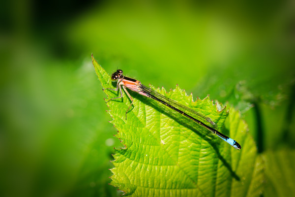 Damselfly       Picture Board by chris smith