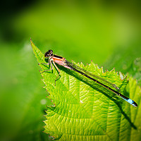 Buy canvas prints of Damselfly       by chris smith