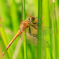 Buy canvas prints of Dragonfly  by chris smith