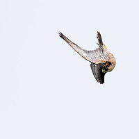 Buy canvas prints of Falcon  by chris smith