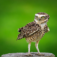 Buy canvas prints of Burrowing owl (Athene cunicularia) by chris smith