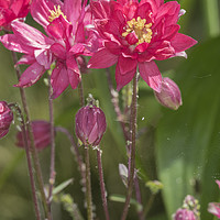Buy canvas prints of Aquilegia  by chris smith