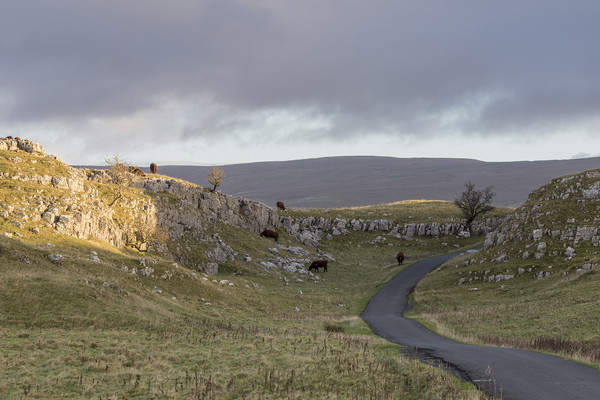 Yorkshire Dales      Picture Board by chris smith