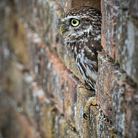 Buy canvas prints of Little Owl                      by chris smith