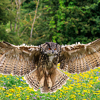 Buy canvas prints of Eagle owl  by chris smith