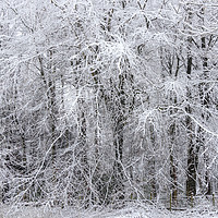 Buy canvas prints of Snow forest     by chris smith