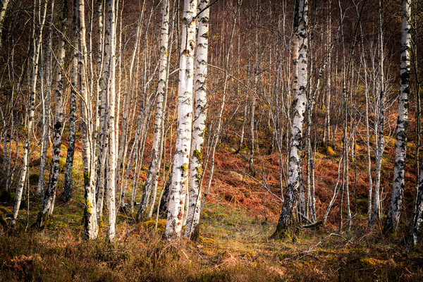 Silver birch  Picture Board by chris smith