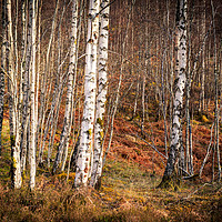 Buy canvas prints of Silver birch  by chris smith