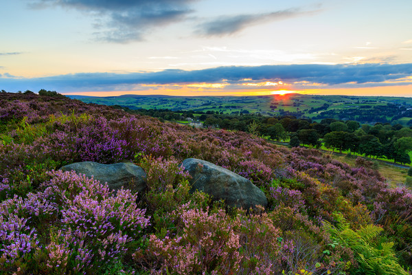 Heather in bloom at sunset  Picture Board by chris smith