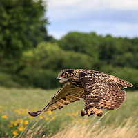 Buy canvas prints of Eagle owl  by chris smith