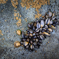 Buy canvas prints of Mussels  by chris smith